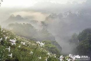 百合山谷,隐秘花海中的自然秘境之旅